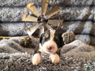 Bernedoodle dogs Bernedoodle Puppy 6 - Ad 3