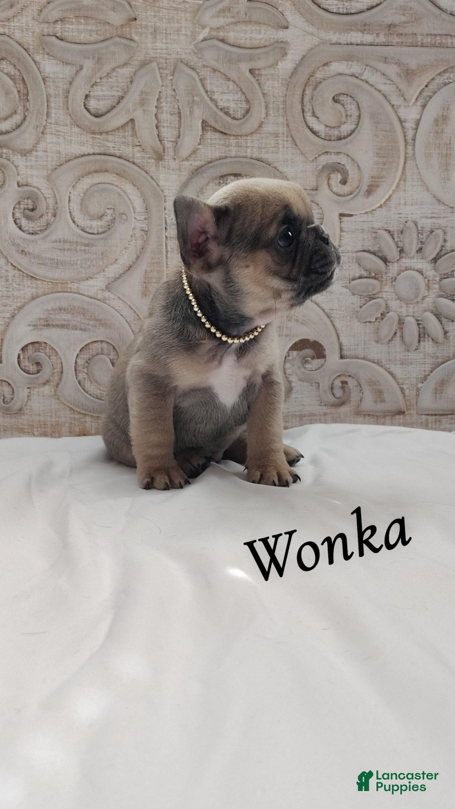French Bulldog dogs Wonka - Ad 6