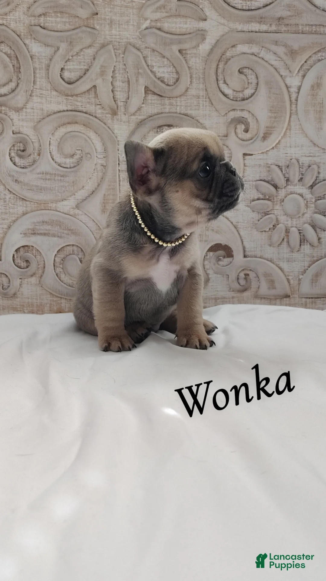 French Bulldog dogs for sale: Wonka - Ad 1
