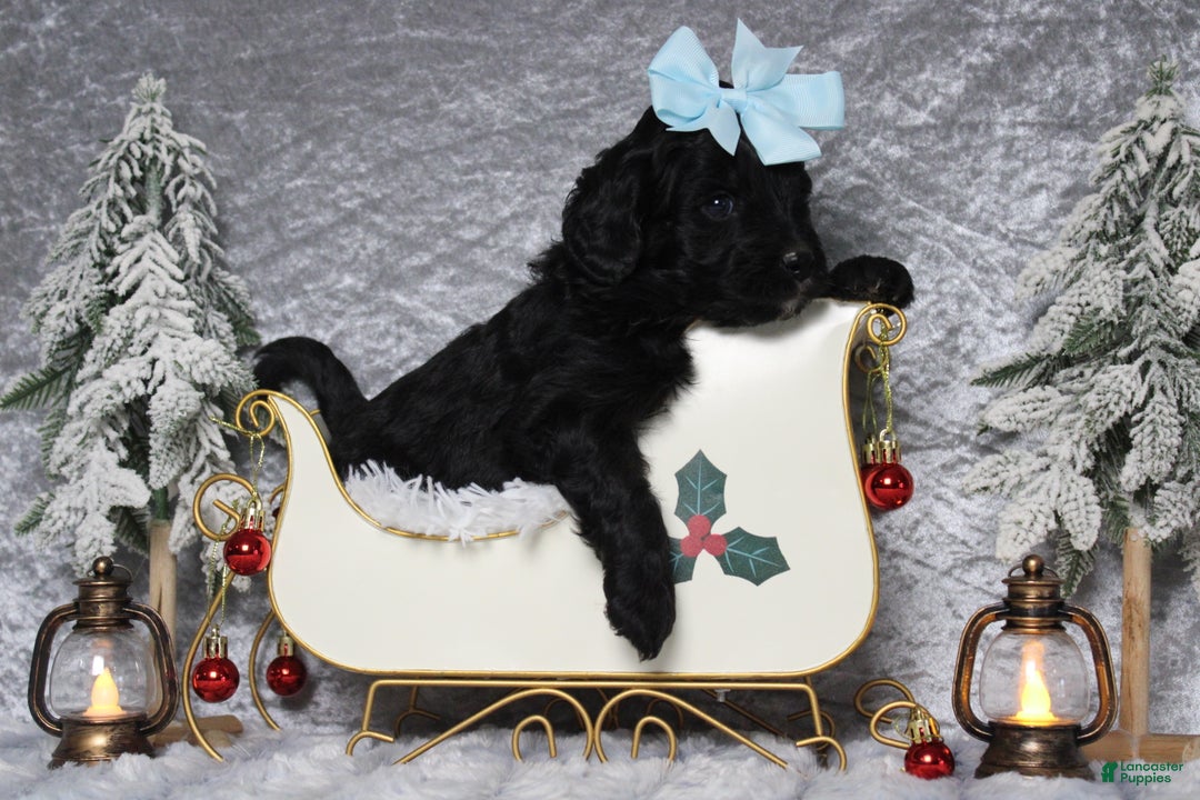 Aussiedoodle dogs for sale: Mia  - Ad 2