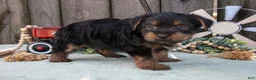 Yorkshire Terrier dogs for sale: Cypress - Ad 5
