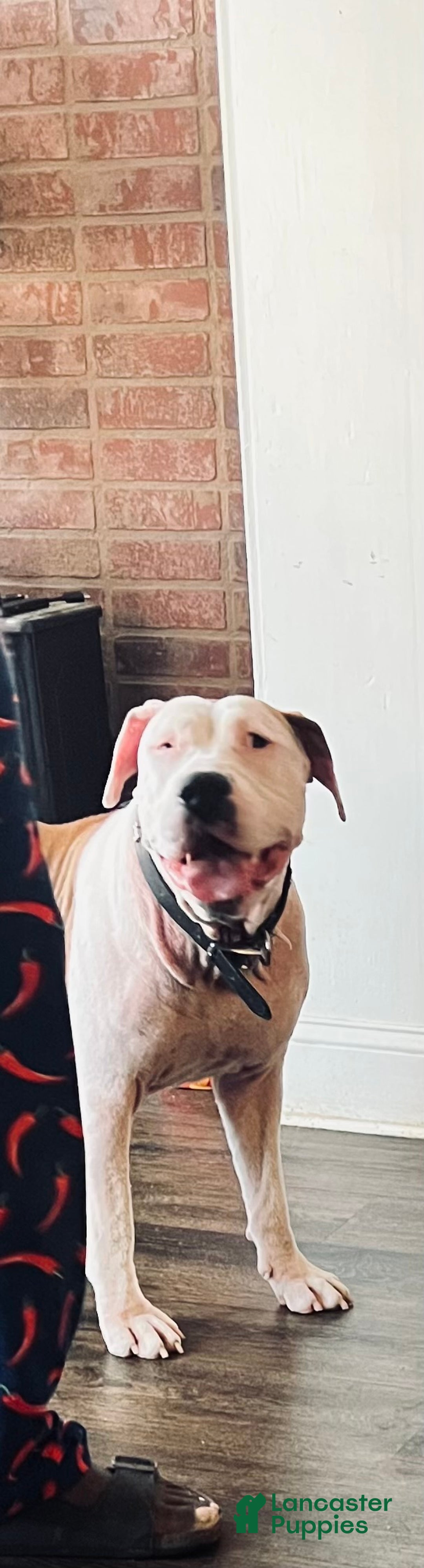 Mixed Breed dogs for sale: Mixed Breed Puppy 2 - Ad 2