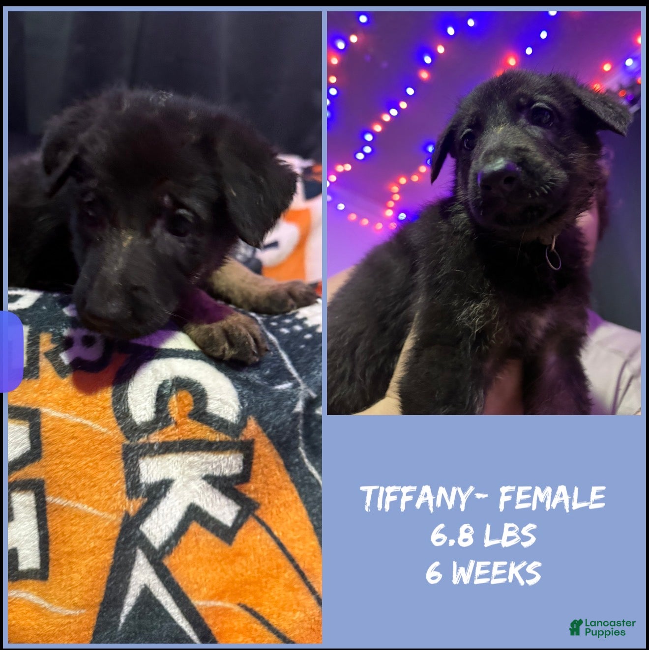 German Shepherd dogs Tiffany - Ad 1