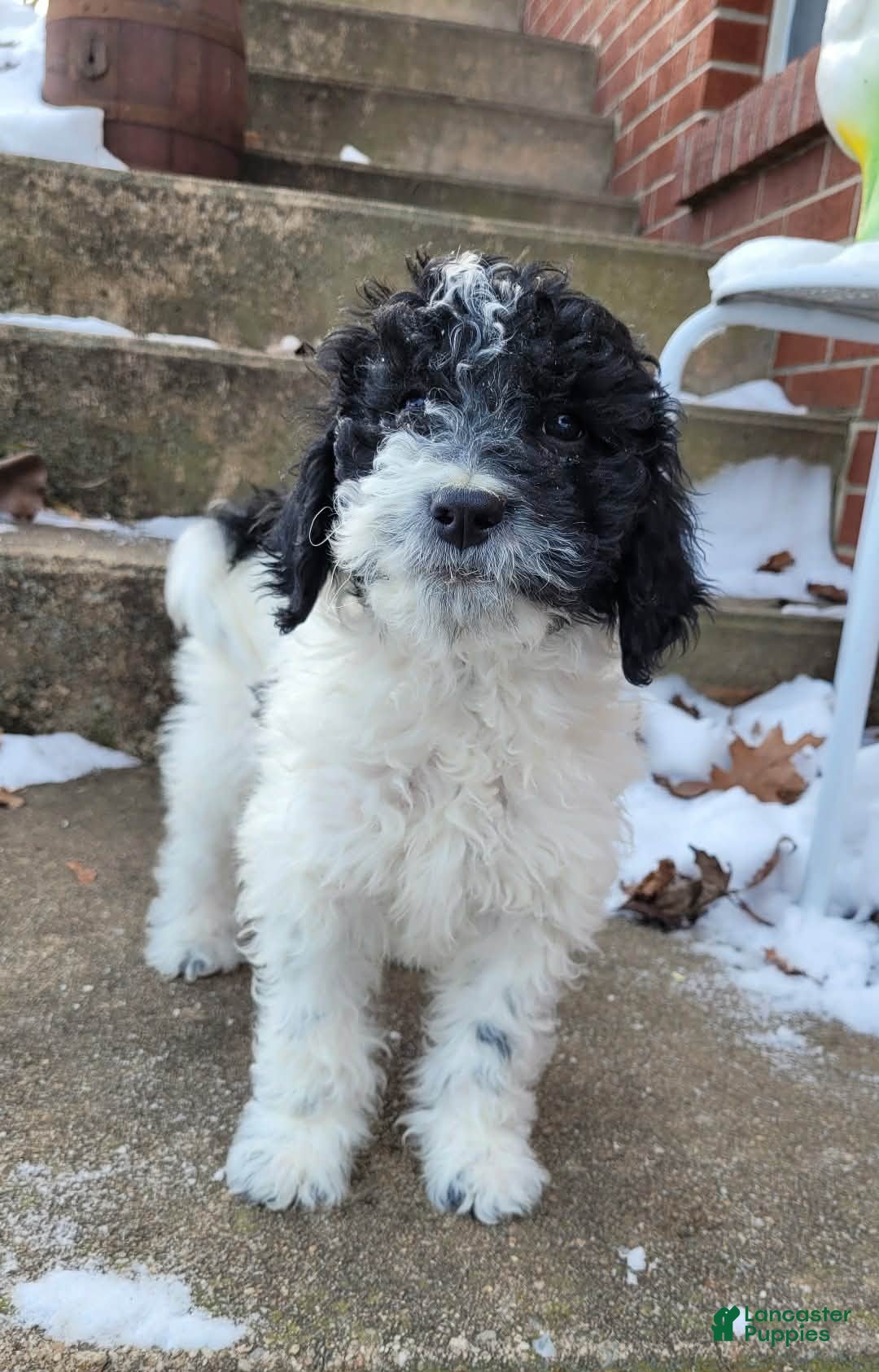 Goldendoodle dogs Koda Bear  - Ad 22