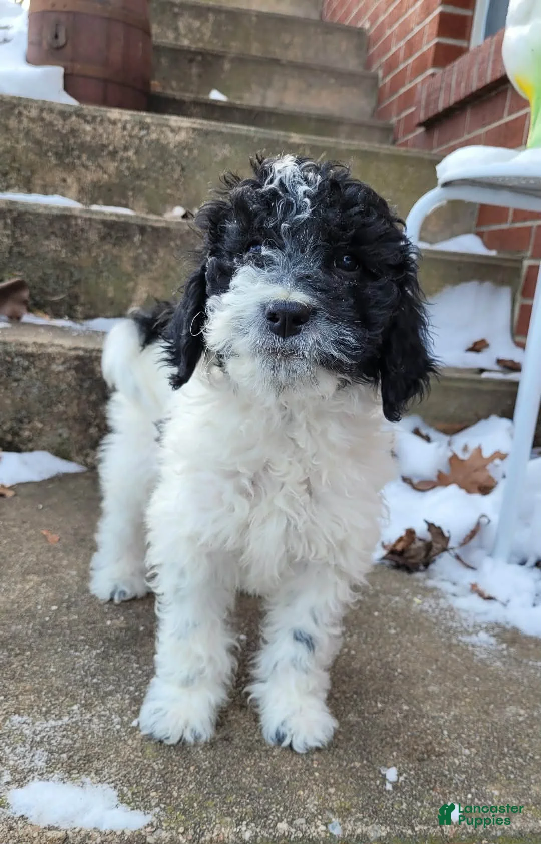 Goldendoodle dogs for sale: Koda Bear  - Ad 1