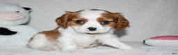 Cavalier King Charles Spaniel dogs for sale: Upton  - Ad 7