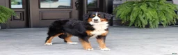 Mini Bernedoodle dogs for sale: Leo - Ad 6