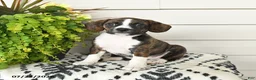 Beaglier dogs for sale: Maggie - Ad 3