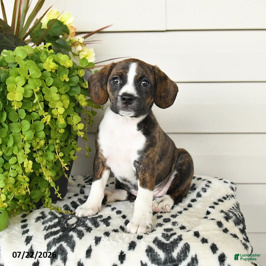 Beaglier dogs for sale: Maggie - Ad 3