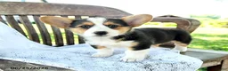 Welsh Corgi Pembroke dogs for sale: Reagan - Ad 2