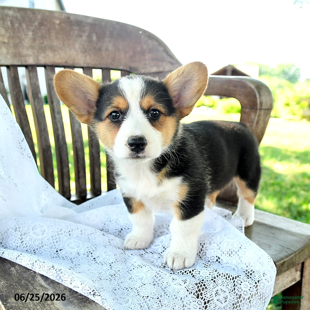 Welsh Corgi Pembroke dogs for sale: Reagan - Ad 2