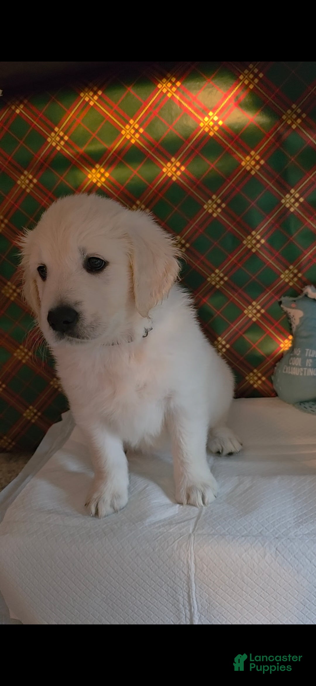 Golden Retriever dogs for sale: Lilly - Ad 2