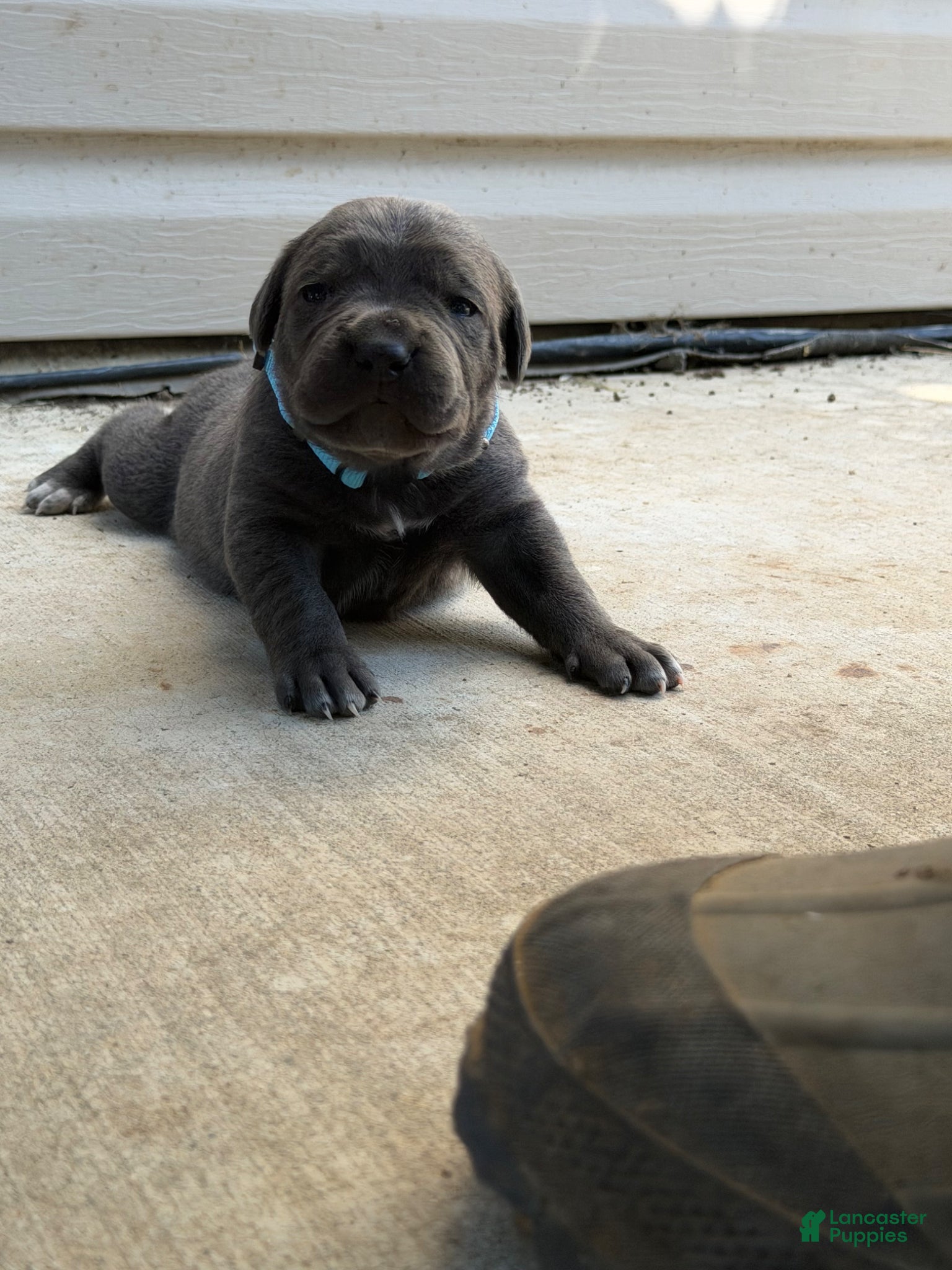 Cane Corso dogs for sale: Light Blue - Ad 2