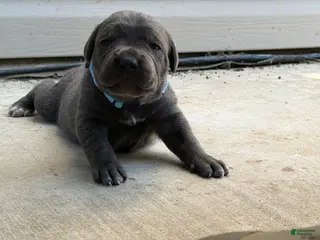 Cane Corso dogs for sale: Light Blue - Ad 2