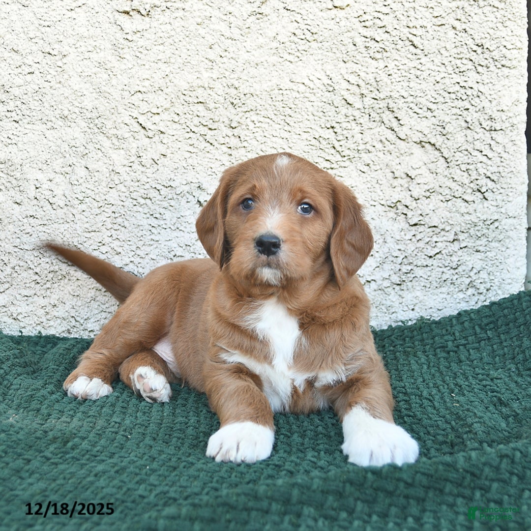 Labradoodle dogs for sale: Garland  - Ad 2