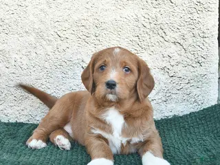 Labradoodle dogs Garland - Ad 4