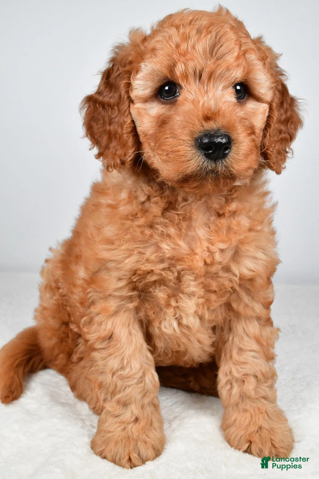 Mini Goldendoodle dogs for sale: Daisy - Ad 2