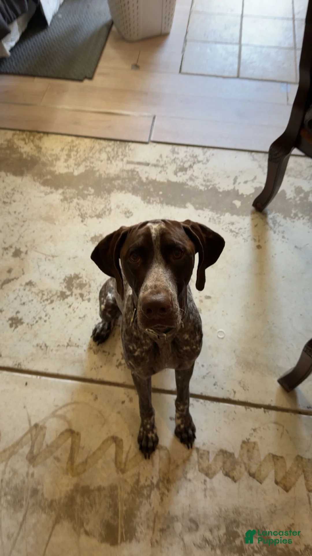 German Shorthaired Pointer dogs for stud: AKC German Shorthaired Pointer Stud Available  - Ad 2