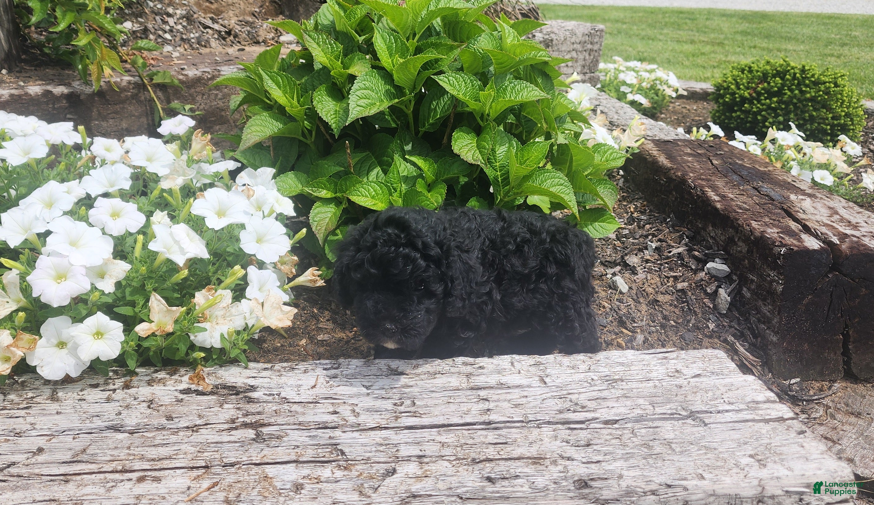 Mini Goldendoodle dogs Kelsey - Ad 29