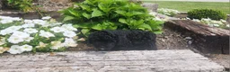 Mini Goldendoodle dogs for sale: Kelsey - Ad 1