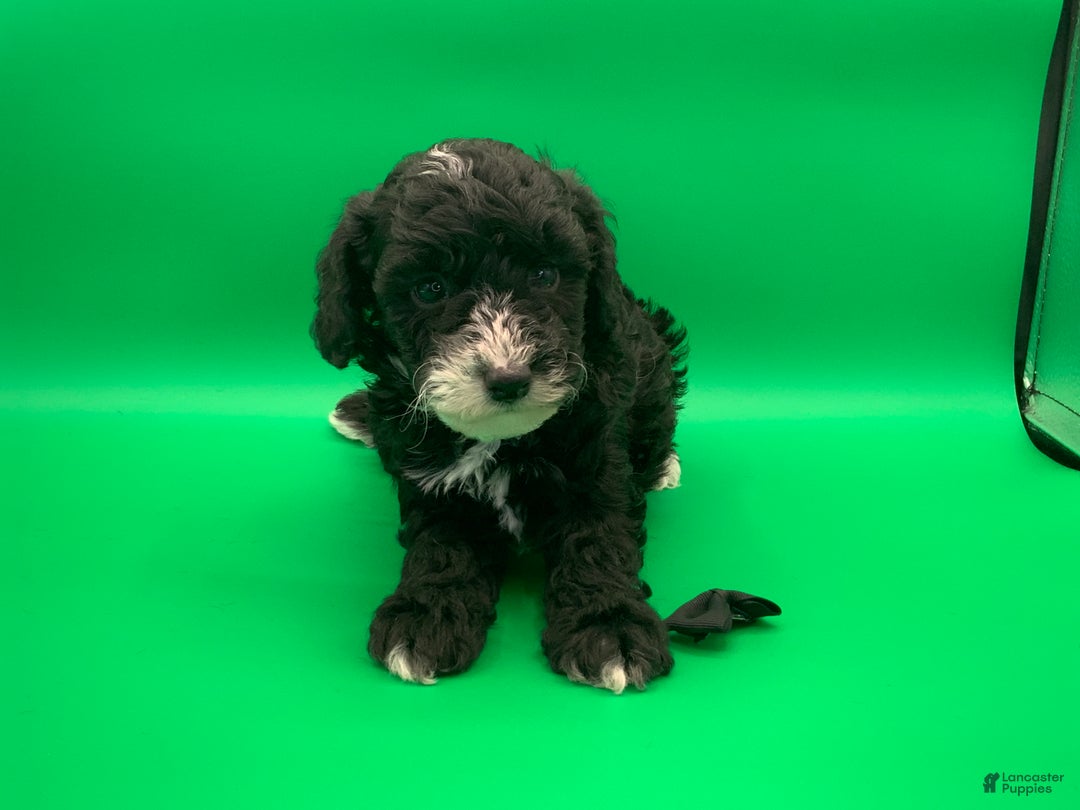 Toy Poodle dogs for sale: Ben  - Ad 6