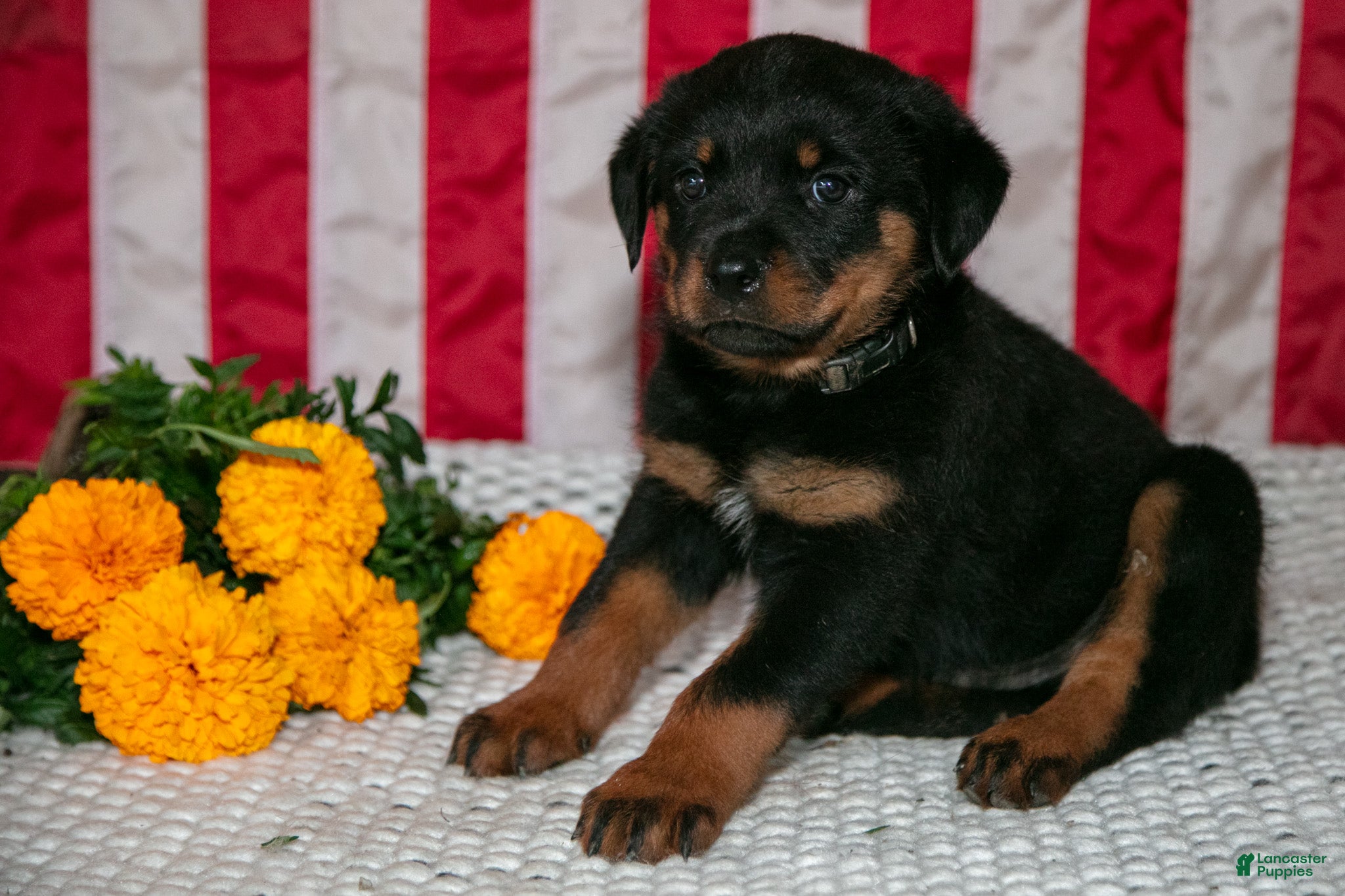 Rottweiler dogs T-Bone - Ad 1