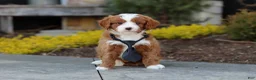 Cavapoo dogs for sale: Bruno - Ad 5