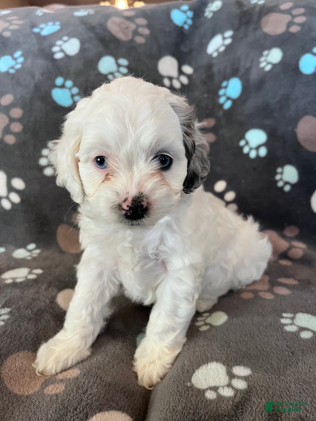 Cockapoo dogs for sale: Cockapoo Puppy 5 - Ad 2