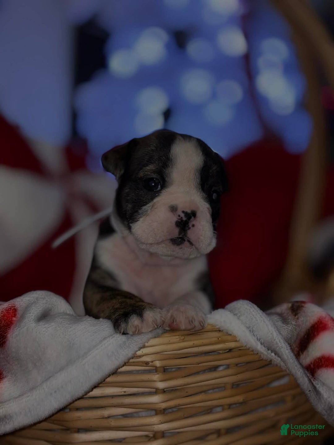 English Bulldog dogs for sale: Toffee - Ad 3