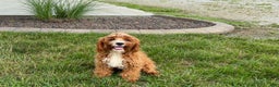 Cavapoo dogs for sale: Cavapoo male Puppy 3 - Ad 10