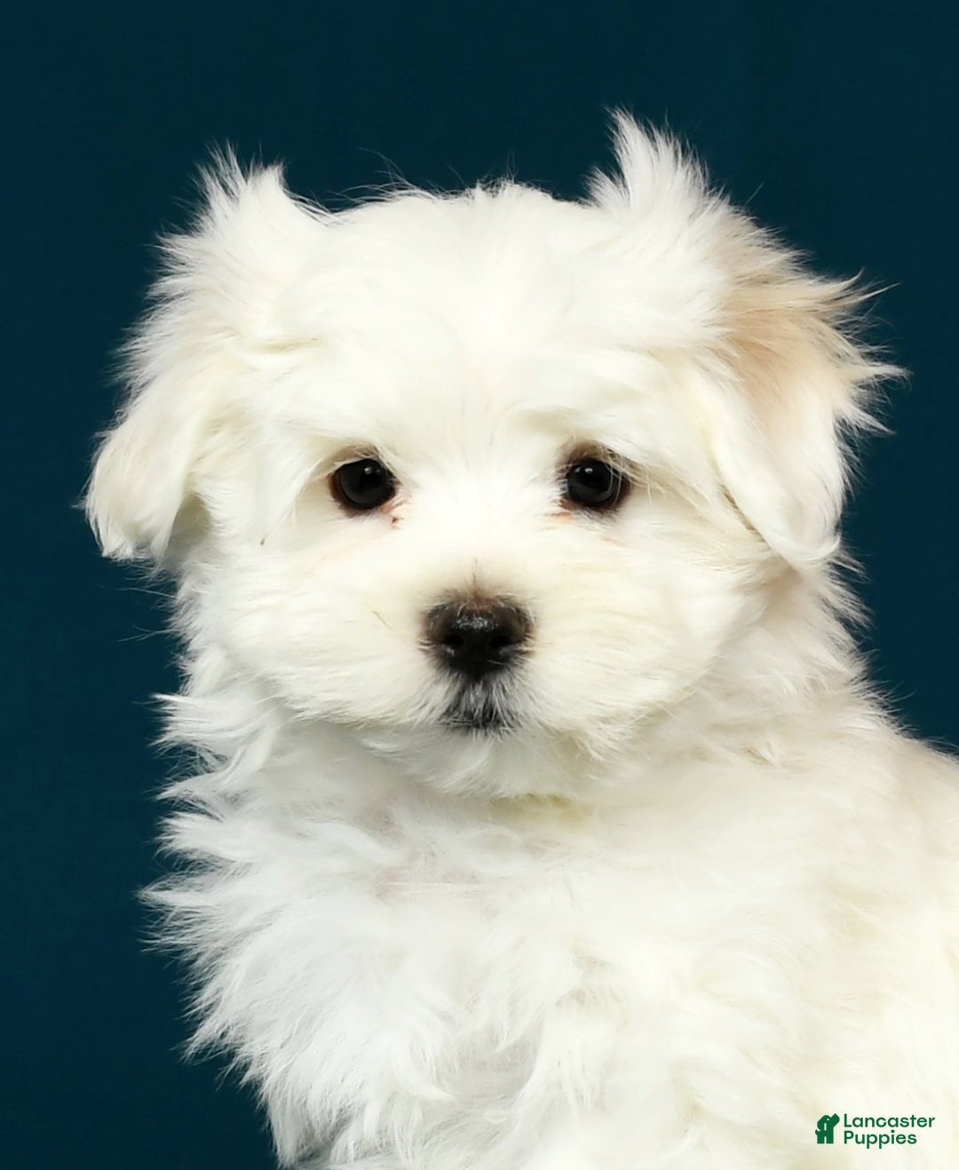 Maltese dogs for sale: Mason - Ad 9