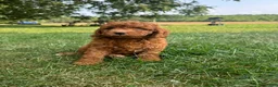 Cockapoo dogs for sale: Glacier  - Ad 1