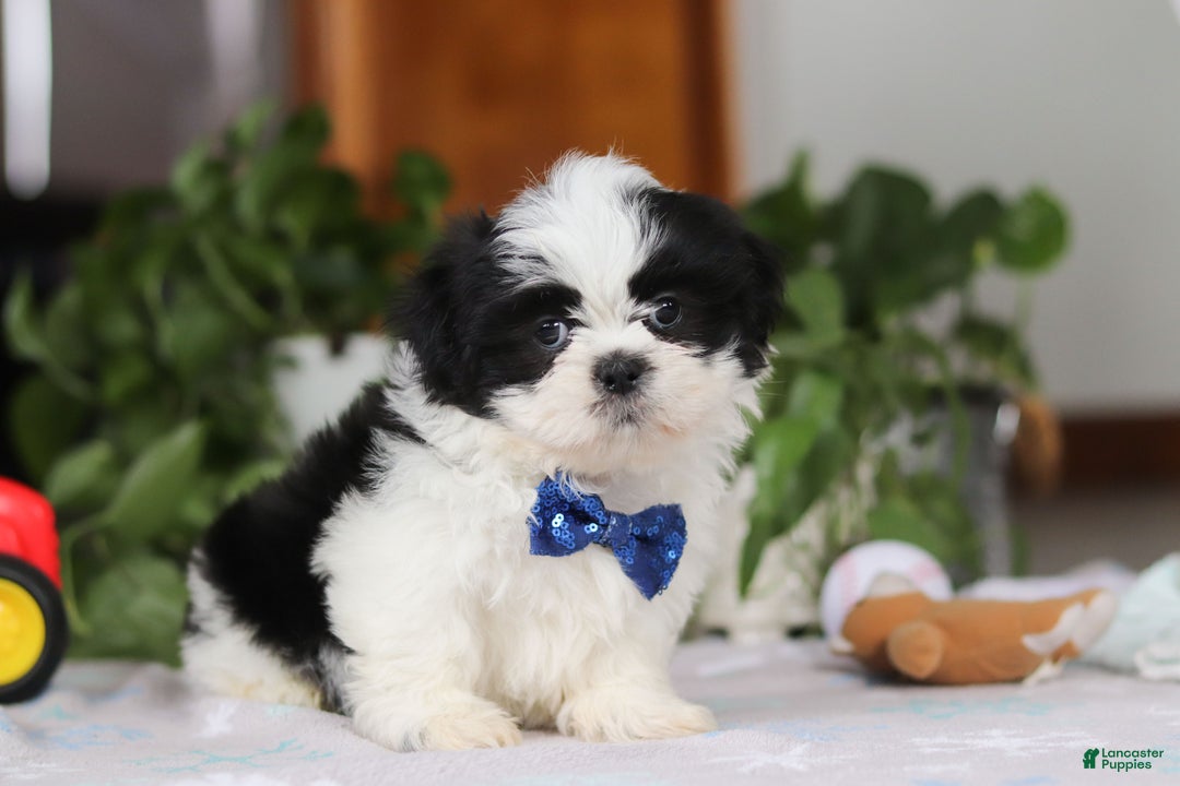 Shih Tzu dogs for sale: Adam - Ad 4