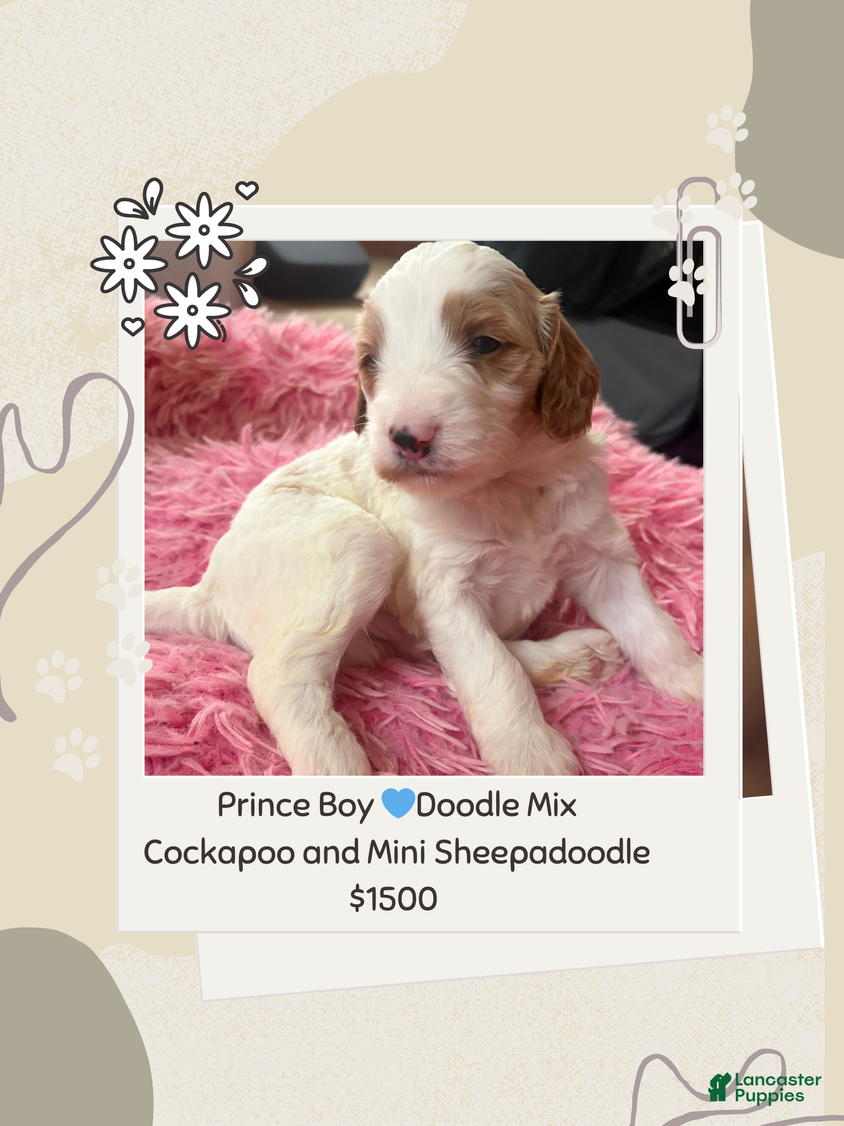Mixed Breed dogs Prince - Ad 33