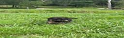 German Shepherd dogs for sale: Cordell - Ad 7
