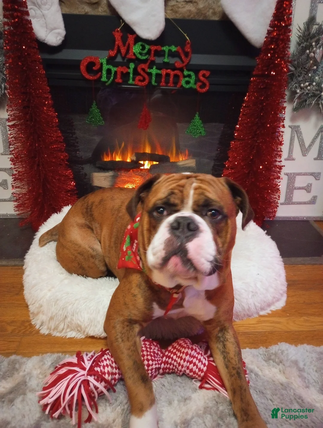 Olde English Bulldogge dogs for sale: Olde English Bulldogge Puppy 6 - Ad 9