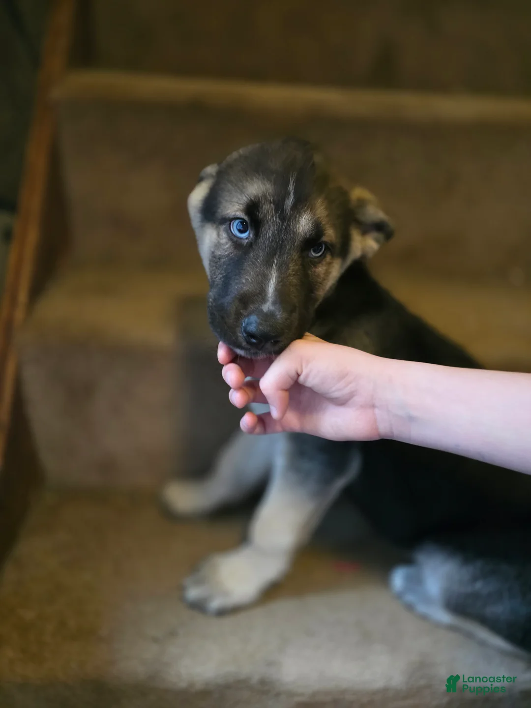 Gerberian Shepsky dogs for sale: Milo - Ad 2