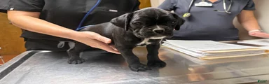 Millie AKC Euro
