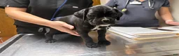 Boxer dogs for sale: Millie AKC Euro - Ad 1