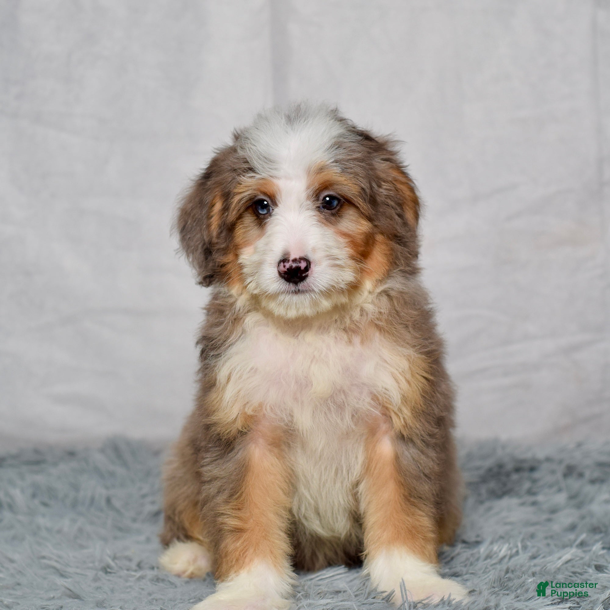 Mini Bernedoodle dogs Buzz - Ad 2