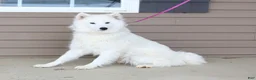 Samoyed dogs for sale: Ryden - Ad 6