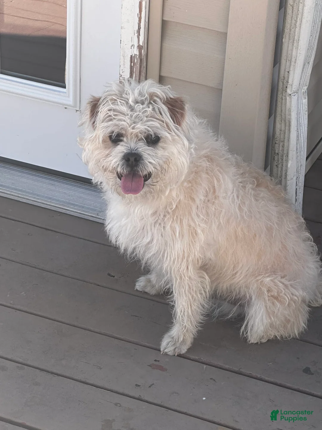 Gallery Image {{count}}