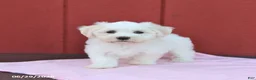 Maltese dogs for sale: Nora - Ad 1