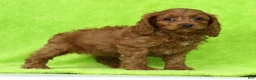 Cockapoo dogs for sale: Milky Way - Ad 2