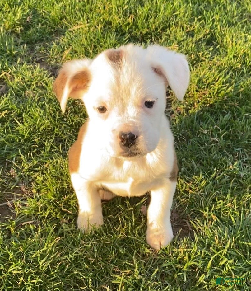 Mixed Breed dogs Lily - Ad 40