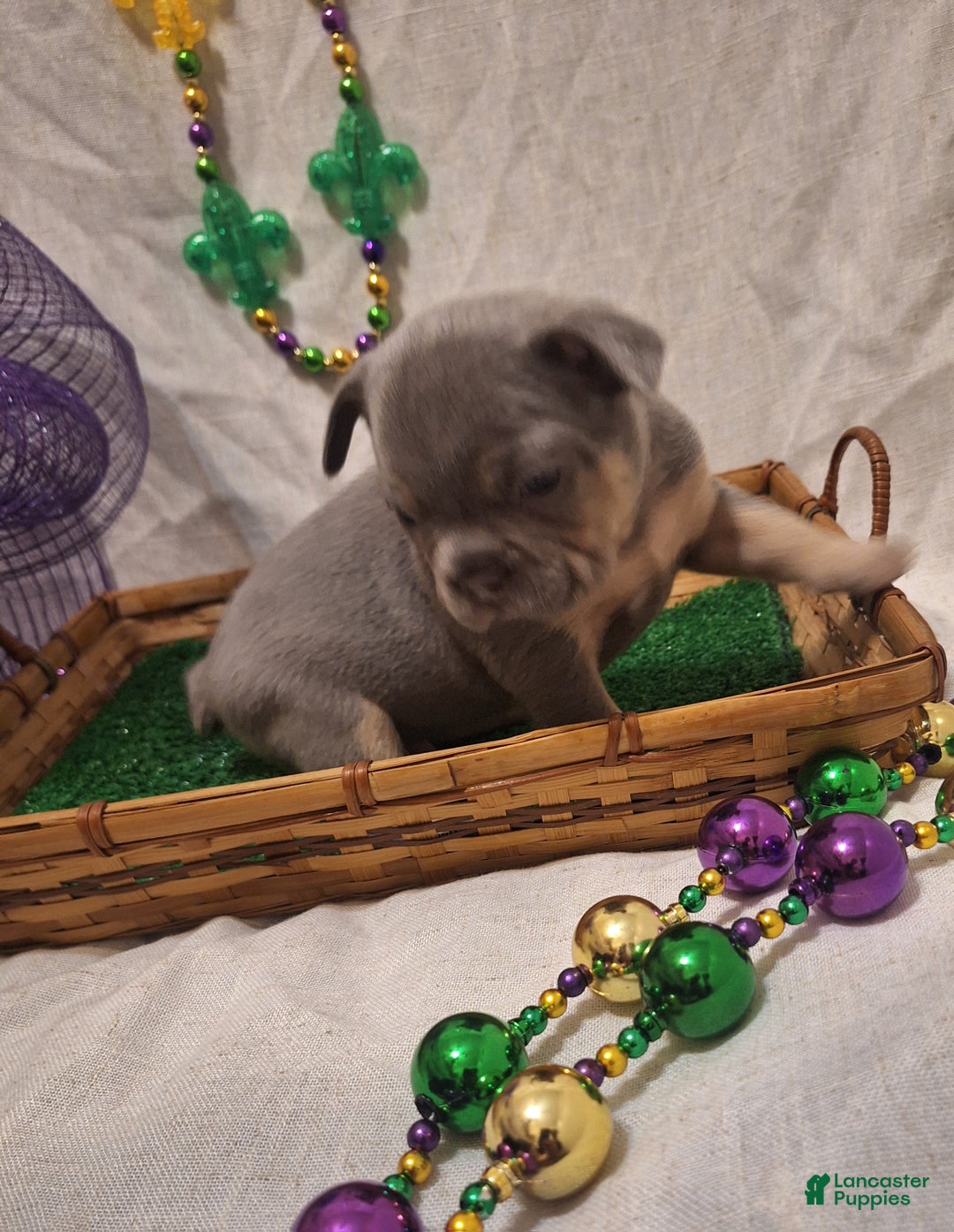 French Bulldog dogs for sale: French Bulldog Puppy 1 - Ad 5