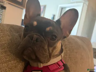 Frenchton dogs Bella - Ad 19