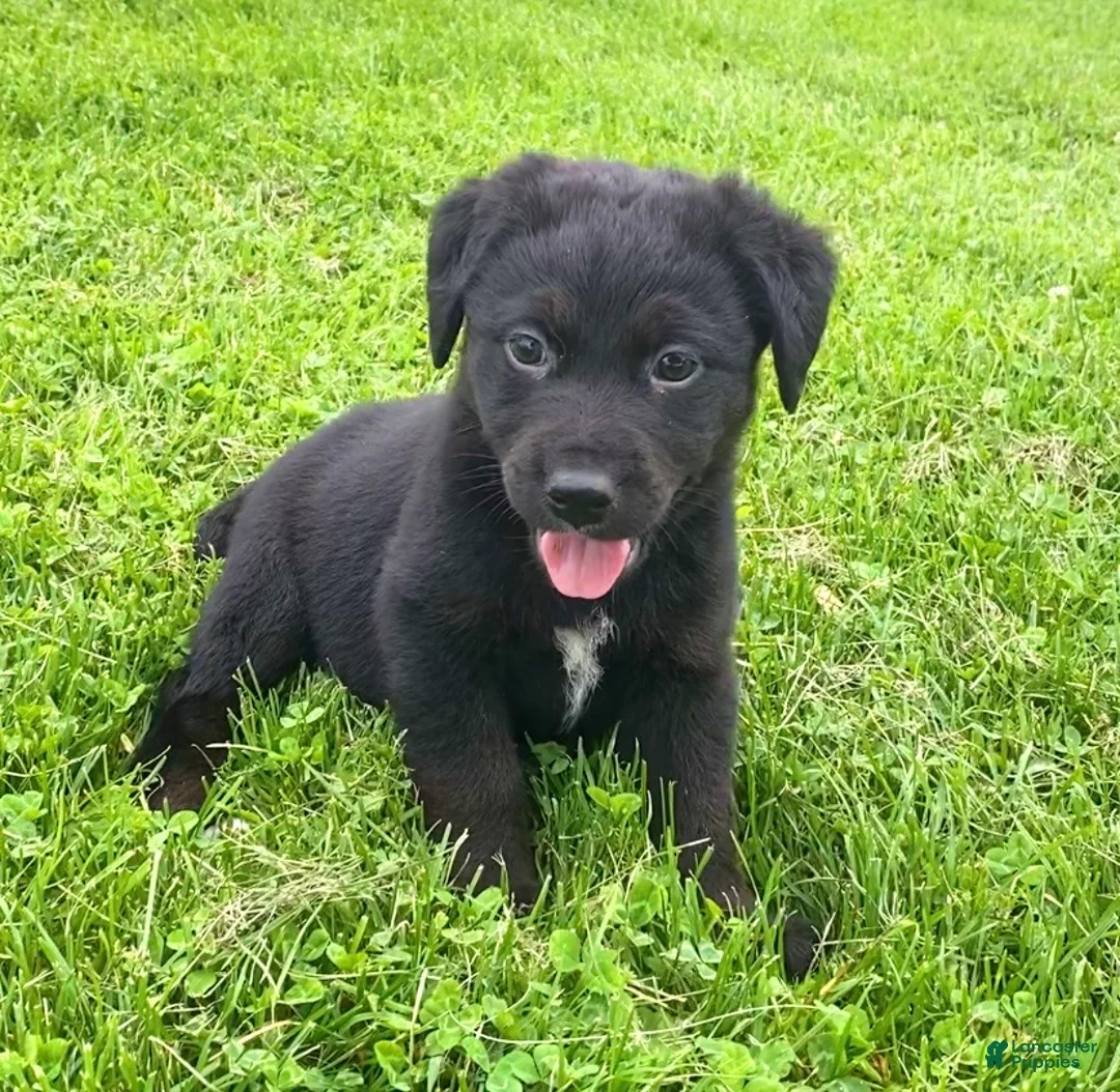 Mixed Breed dogs for sale: Sassy - Ad 1