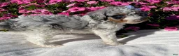 Mini Bernedoodle dogs for sale: Rose - Ad 4