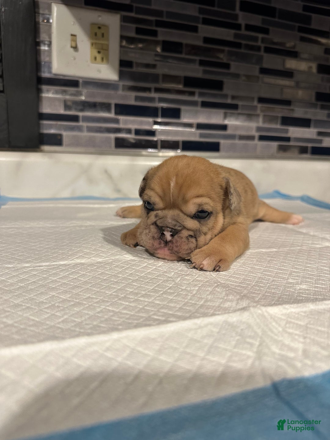 English Bulldog dogs for sale: Blue Fawn Merle Girl  - Ad 5